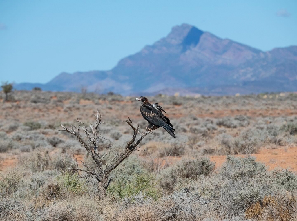 Wedge-tailed eagle on dead tree in Flinders Ranges South Australia