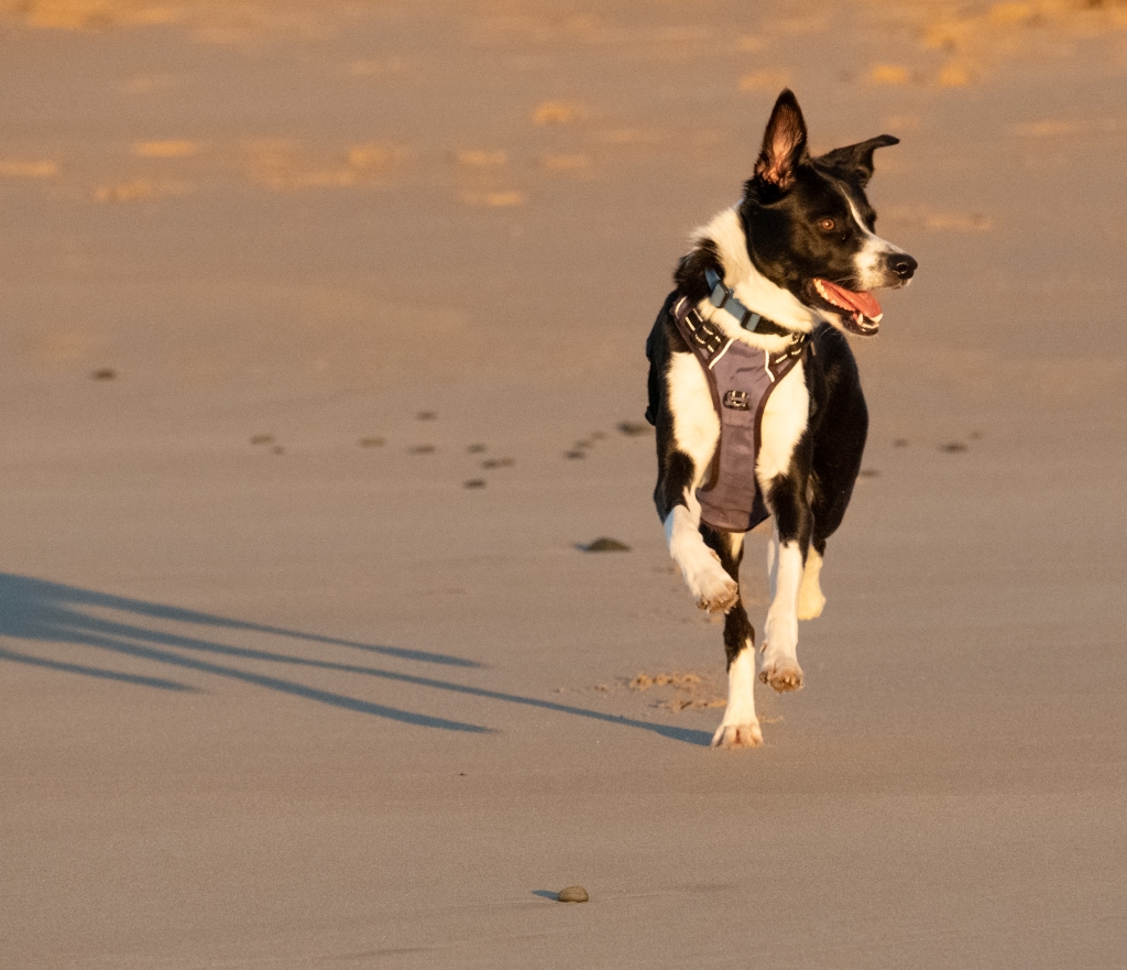 Border-koolie dog running on beach at sunrise