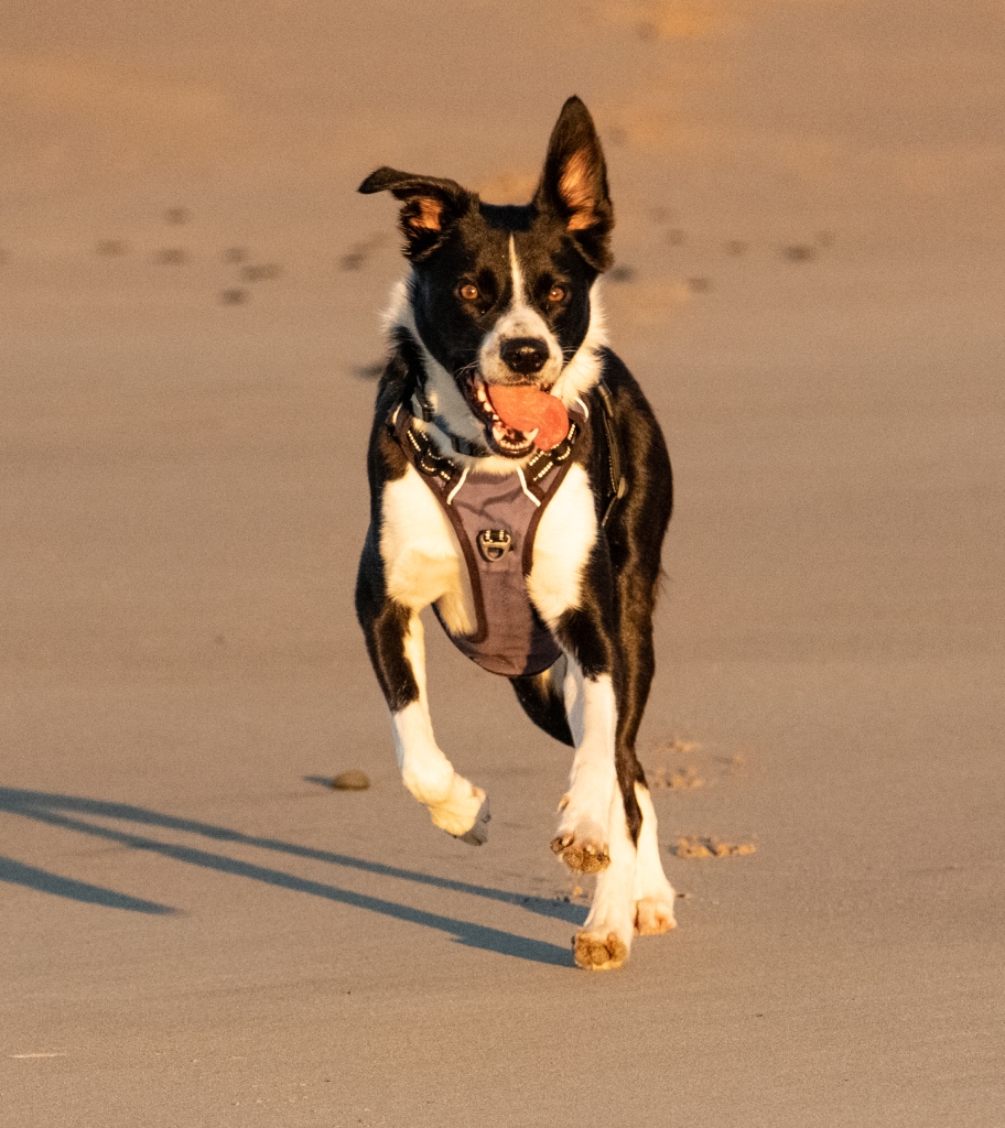 Border-koolie dog running on beach at sunrise