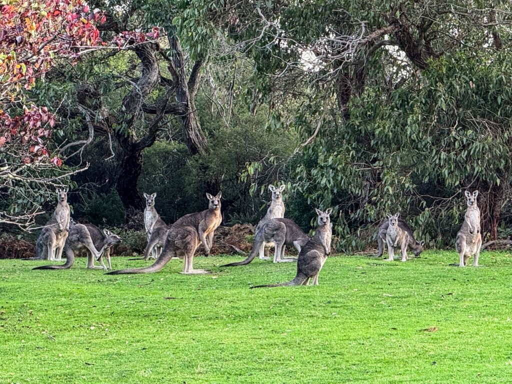 Grey kangaroos in the Otway Ranges