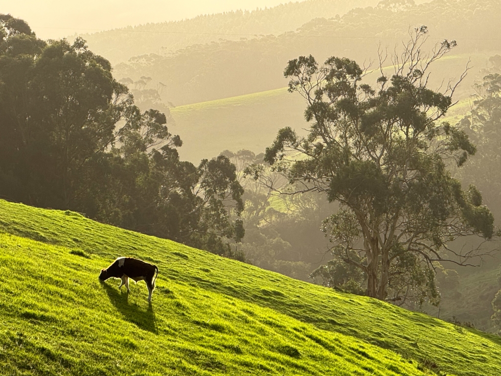 Green paddock at sunset with young bull grazing in the Otway Ranges