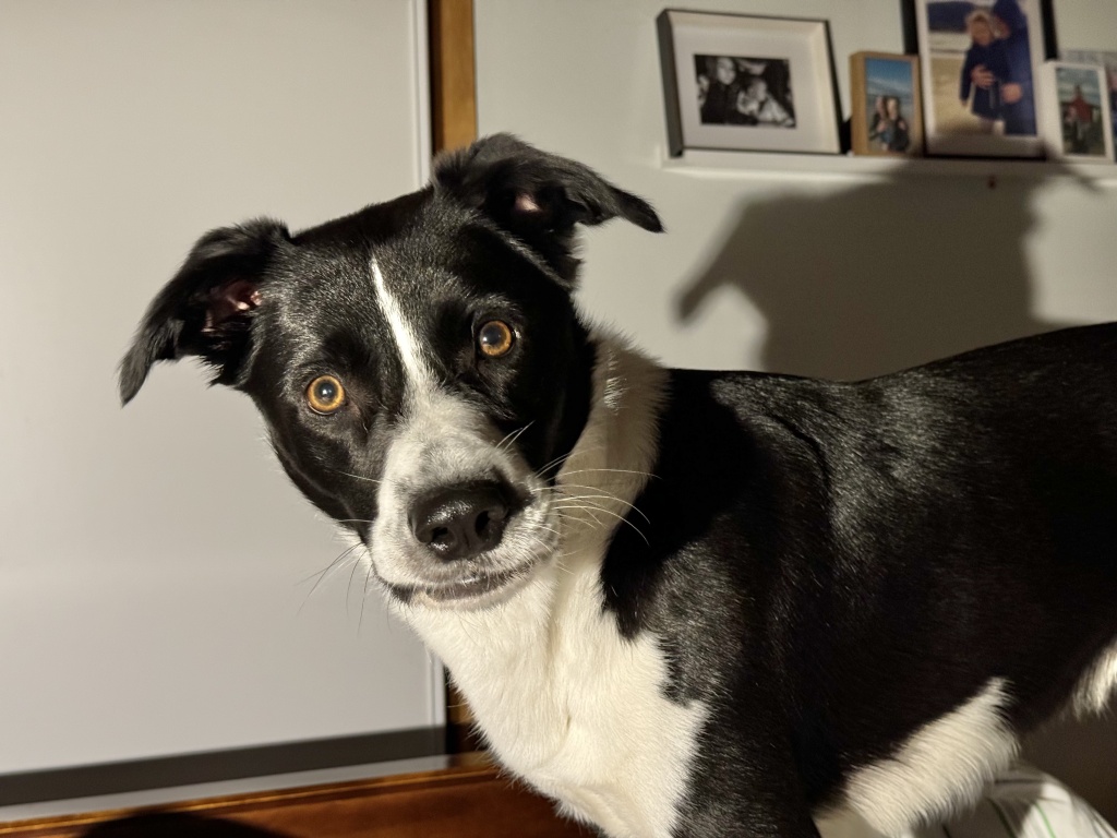 Portrait of border-koolie dog 