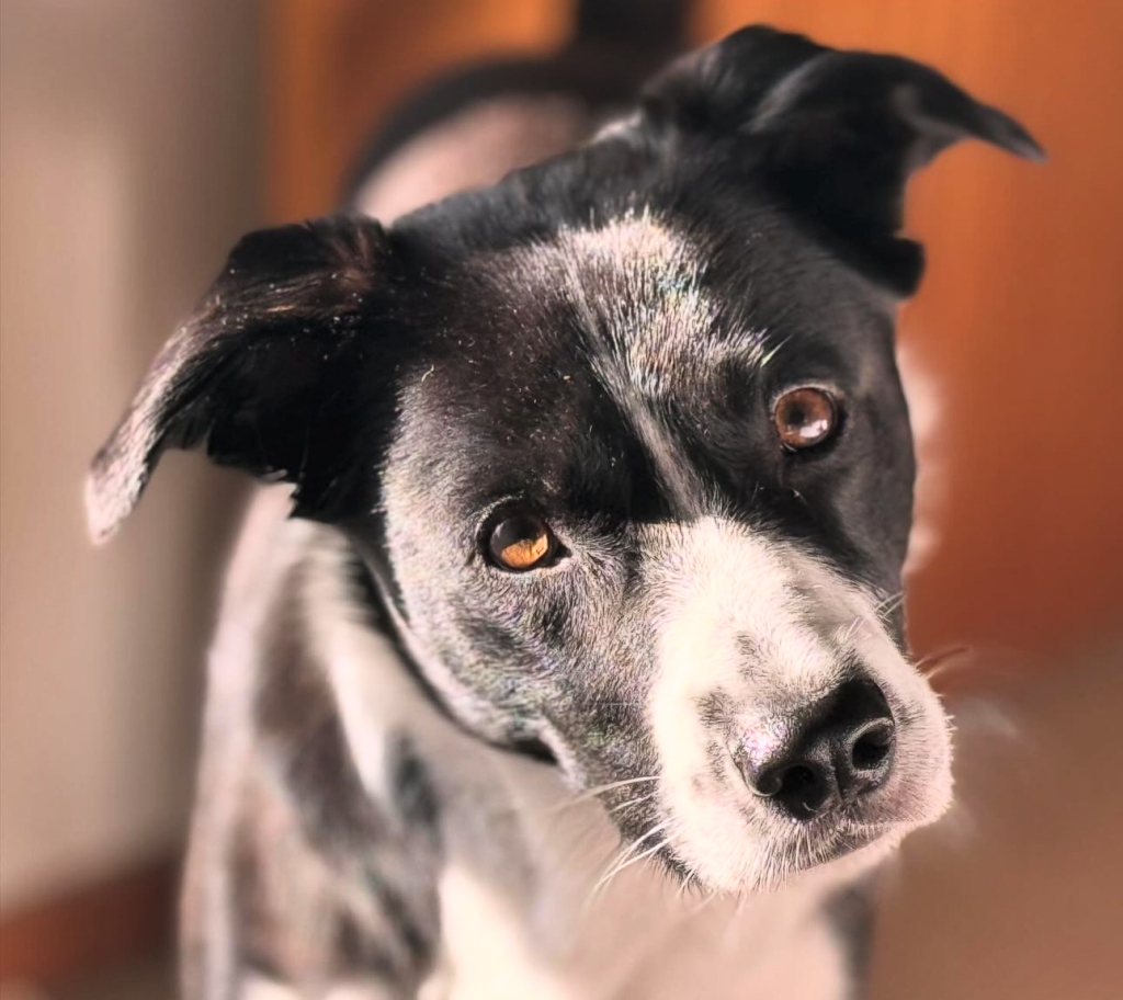 Portrait of border-koolie dog looking curious