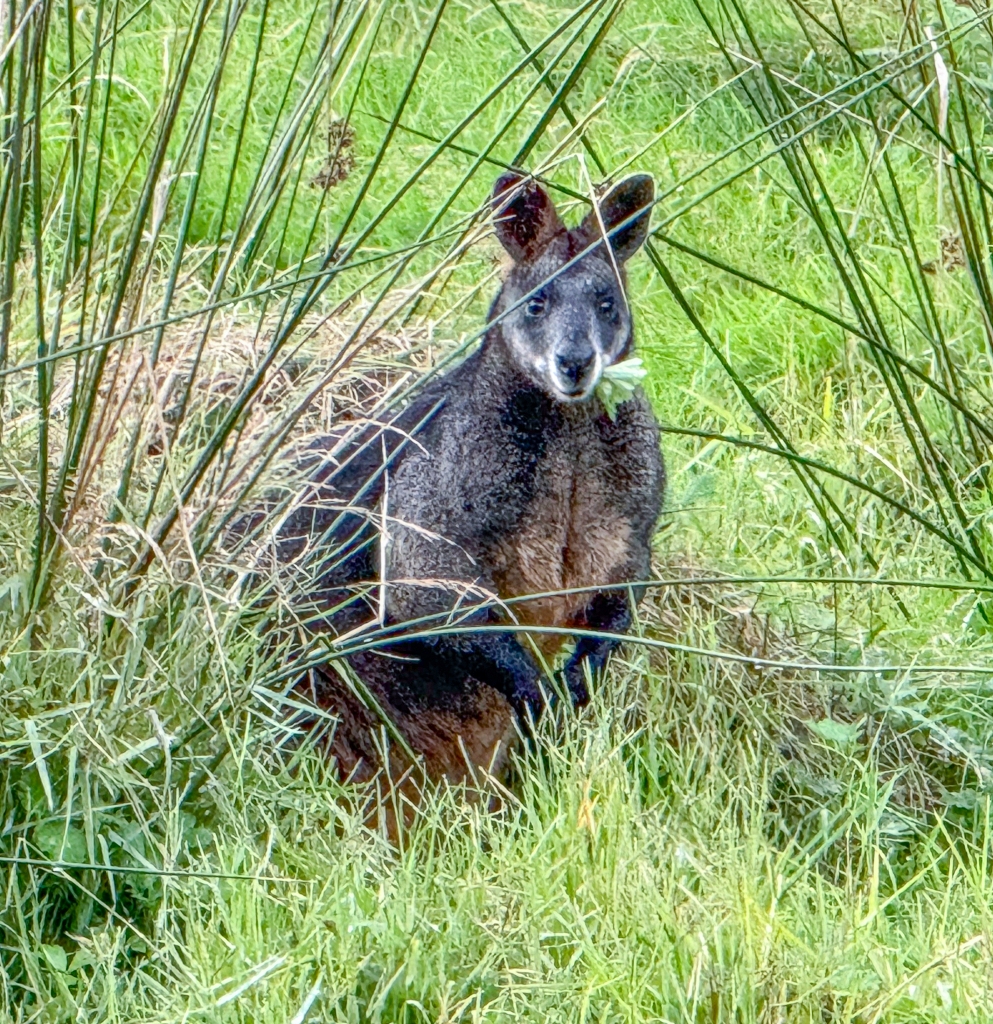 Swamp wallaby aka black wallaby near the Aire Rive mouth